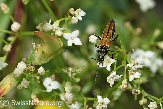 Foto: Gemeiner Scheinbockkäfer (Oedemera femorata) auf Blume. Länge 8 - 10mm. Weibchen. Wird auch Gemeiner Schenkelkäfer genannt. Ansicht von vorne oben.