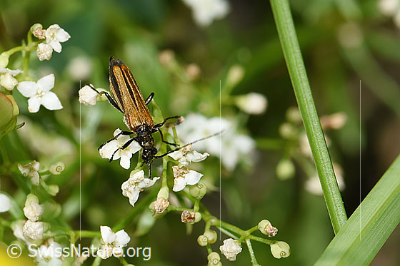 Foto: Gemeiner Scheinbockkäfer (Oedemera femorata) auf Blume. Länge 8 - 10mm. Weibchen. Ansicht von vorne oben.