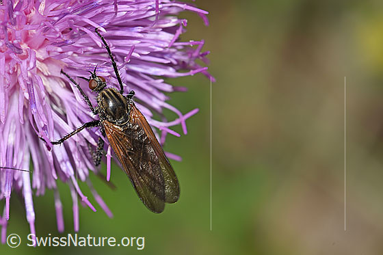 Foto: Gewürfelte Tanzfliege (Empis tesselata) auf Gewöhnlicher Berg-Distel (Carduus defloratus ssp. defloratus). Länge 9 - 13mm. Weibchen. Ansicht von oben.
