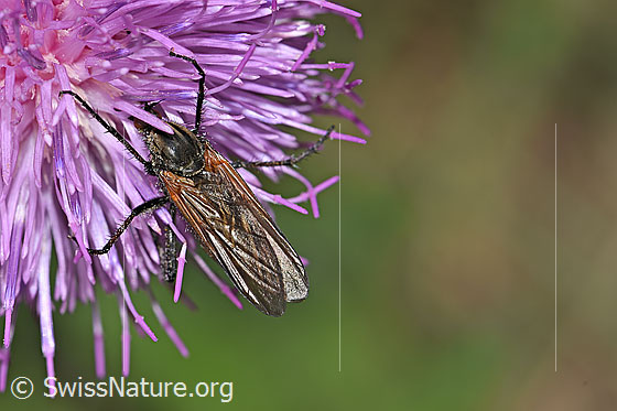 Foto: Gewürfelte Tanzfliege (Empis tesselata) auf Gewöhnlicher Berg-Distel (Carduus defloratus ssp. defloratus). Länge 9 - 13mm. Weibchen. Ansicht von oben.