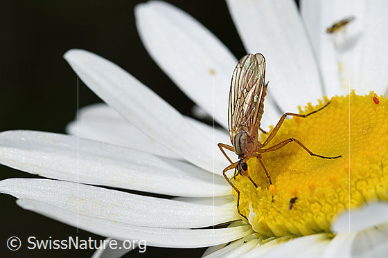 Photo: Empis digramma on Leucanthemum vulgare. Length 5 - 7mm. Female. View from side front.
