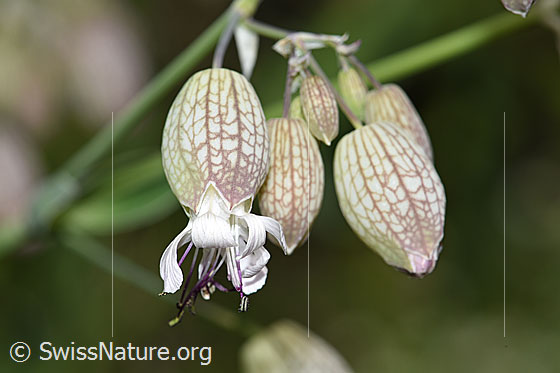 Foto: Gemeines Leimkraut (Silene vulgaris). Blüten.