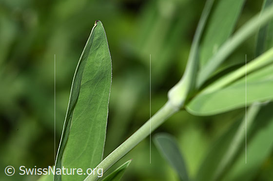 Foto: Gemeines Leimkraut (Silene vulgaris). Blätter und Stängel.