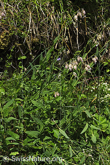 Foto: Gemeines Leimkraut (Silene vulgaris). Ganze Pflanze (Habitus).