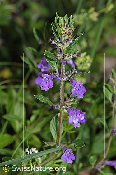 Foto: Wahrscheinlich Feld-Steinquendel (Acinos arvensis). Blüten, Stängel und Blätter.