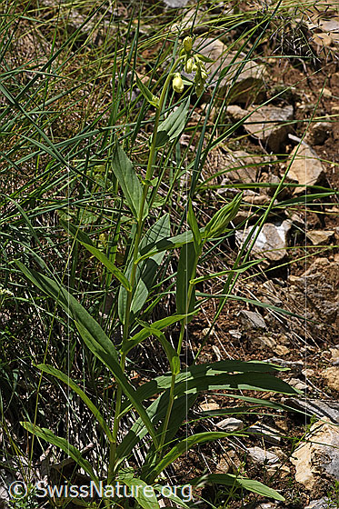 Photo: Digitalis lutea. Whole plant (habiti).