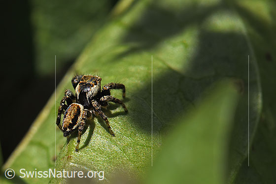 Photo: Probably Evarcha falcata. View diagonally from behind.