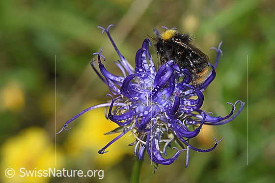 Photo: Probably Bombus soroeensis on Phyteuma orbiculare. Length 10 - 14mm. View from the side.