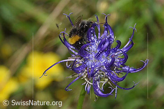 Foto: Wahrscheinlich Distelhummel (Bombus soroeensis) auf Rundköpfiger Rapunzel (Phyteuma orbiculare). Länge 10 - 14mm. Weibchen. Ansicht von vorne oben.