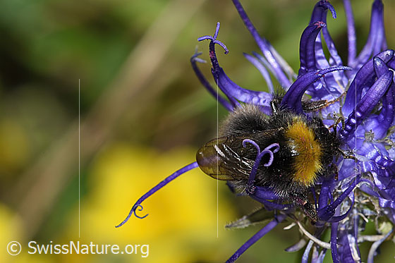 Foto: Wahrscheinlich Distelhummel (Bombus soroeensis) auf Rundköpfiger Rapunzel (Phyteuma orbiculare). Länge 10 - 14mm. Weibchen. Ansicht von hinten oben.