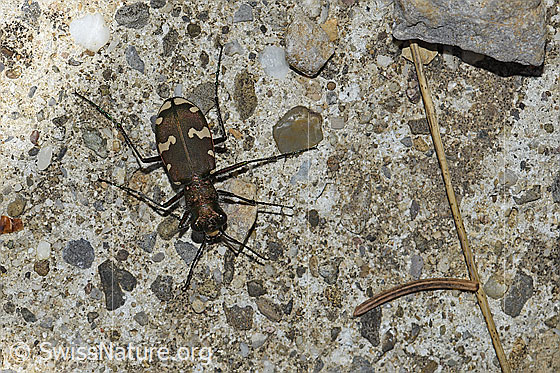 Photo: Cicindela sylvicola. View from above.