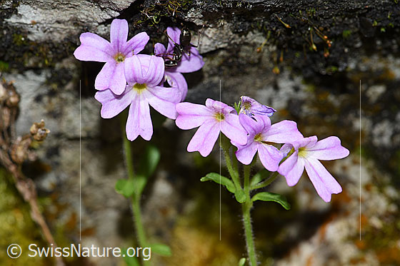 Leberbalsam (Erinus alpinus)