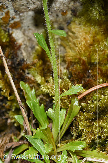 Photo: Erinus alpinus. Leaves and stem.