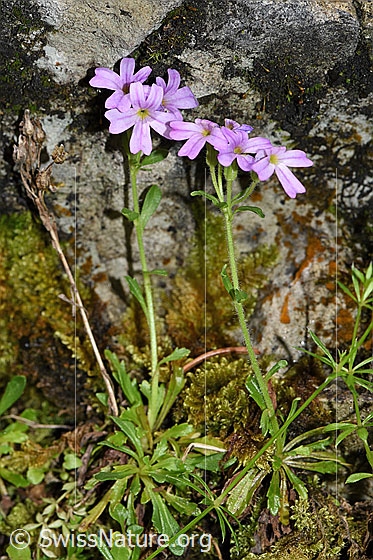 Photo: Erinus alpinus. Whole plant (habiti).