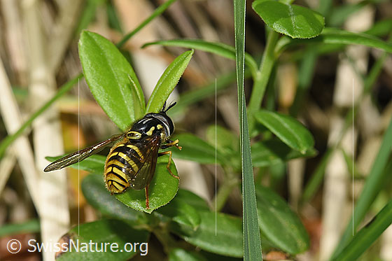 Photo: Chrysotoxum cautum. Length 10 - 15mm. Male. View from behind.