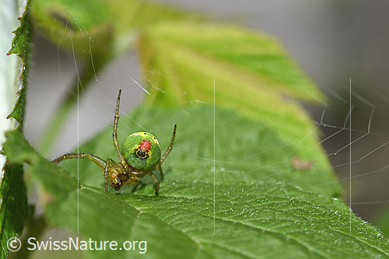 Foto: Kürbisspinne (Araniella cucurbitina). Ansicht von hinten.