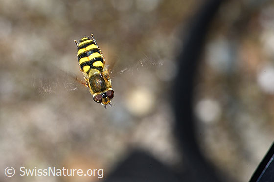 Foto: Grosse Schwebfliege (Syrphus ribesii). Länge 9-13mm. Im Flug. Ansicht von oben.