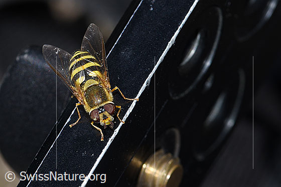 Foto: Grosse Schwebfliege (Syrphus ribesii). Länge 9-13mm. Auf der Ausrüstung des Fotografen. Ansicht von oben.