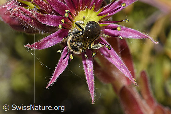 Photo: Dufourea alpina on Sempervivum montanum. Length 6 - 7mm. Female. View from above.