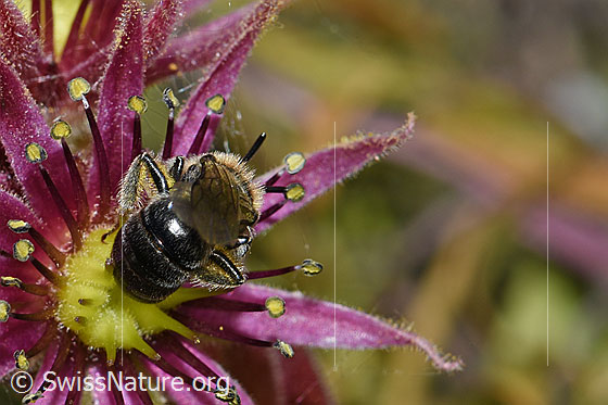 Photo: Dufourea alpina on Sempervivum montanum). Length 6 - 7mm. Female. View from behind.