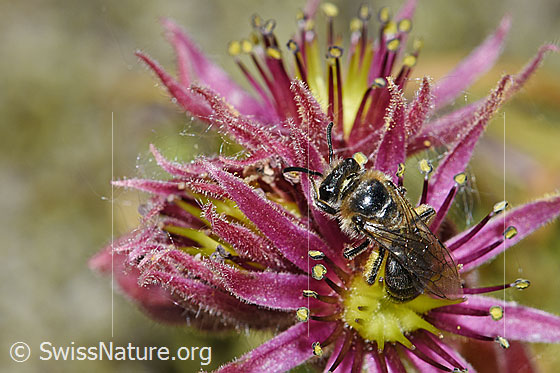 Alpen-Glanzbiene (Dufourea alpina) auf Berg-Hauswurz (Sempervivum montanum)