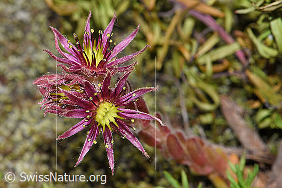 Foto: Berg-Hauswurz (Sempervivum montanum). Blüten.
