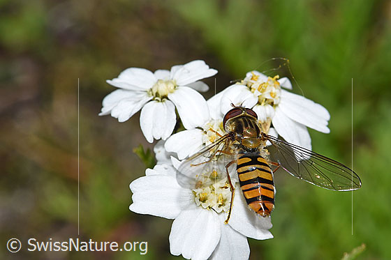Foto: Hainschwebfliege (Episyrphus balteatus) auf Moschus-Schafgarbe (Achillea erba-rotta). Flügel ausgeklappt. Ansicht von schräg oben.