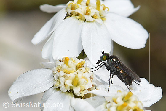 Langbeinfliege der Gattung Tachytrechus auf Moschus-Schafgarbe (Achillea erba-rotta)