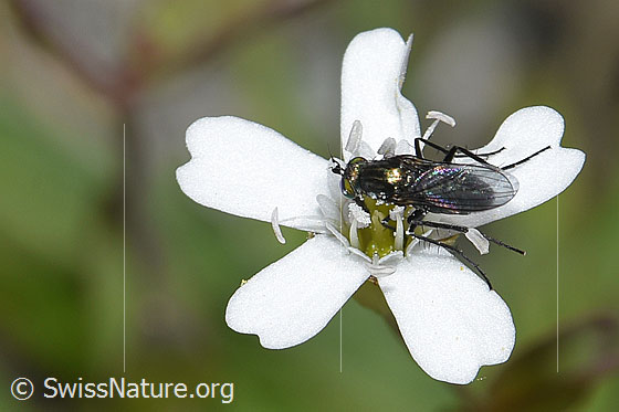Photo: Probably Long-legged fly of the genus Tachytrechus on Silene rupestris. View from above.