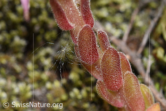 Foto: Berg-Hauswurz (Sempervivum montanum). Stängel.
