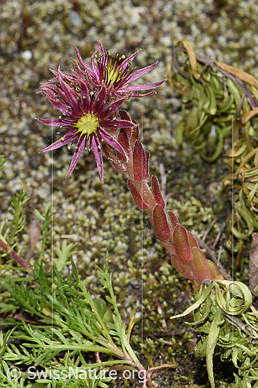 Foto: Berg-Hauswurz (Sempervivum montanum). Ganze Pflanze (Habitus).