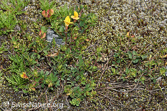 Foto: Alpen-Hornklee (Lotus alpinus). Ganze Pflanze (Habitus).