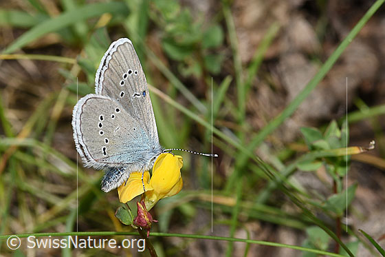 Violetter Wald-Bläuling (Cyaniris semiargus) auf Alpen-Hornklee (Lotus alpinus)