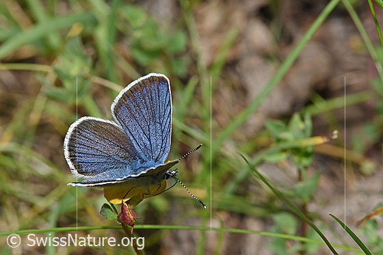 Photo: Probably Cyaniris semiargus auf Alpen-Hornklee (Lotus alpinus). Male. Wings half open. View from diagonally above.