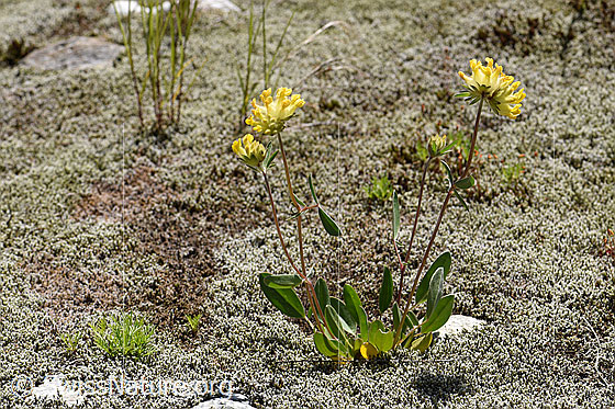 Foto: Alpen-Wundklee (Anthyllis vulneraria ssp. alpestris). Ganze Pflanze (Habitus).