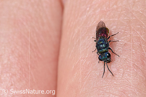Foto: Wahrscheinlich Chrysis mediata (Goldwespe aus der Chrysis Ignita-Gruppe). Länge 6 - 10mm. Ansicht von oben.