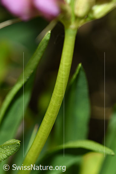 Photo: Trifolium alpinum. Stem.