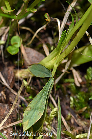 Photo: Trifolium alpinum. Stem and leaves.