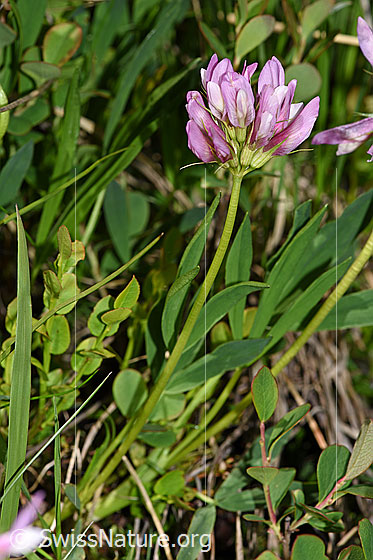 Photo: Trifolium alpinum. Whole plant (habiti).