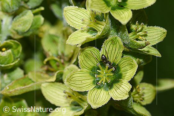 Weisser Germer (Veratrum album ssp. lobelianum)