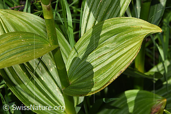 Foto: Weisser Germer (Veratrum album ssp. lobelianum). Stängel und Blätter.
Lat.: Veratrum album ssp. lobelianum.
Familie: Melanthiaceae (Germergewächse)
Gattung: Veratrum (Germer)