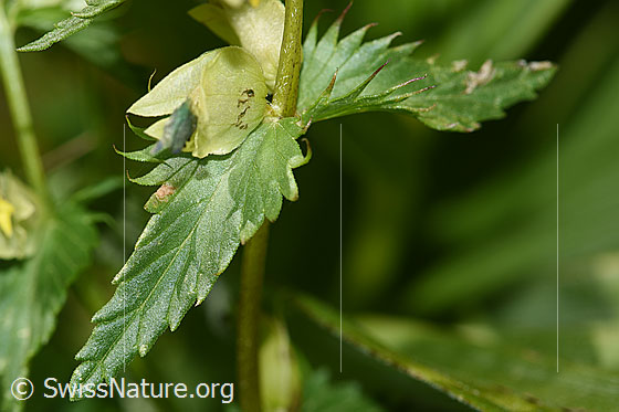 Foto: Schmalblättriger Klappertopf (Rhinanthus glacialis). Blätter und Stängel.