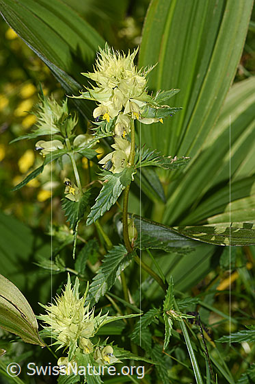 Foto: Schmalblättriger Klappertopf (Rhinanthus glacialis). Ganze Pflanze.