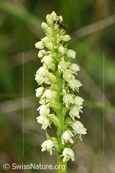 Weisszunge (Pseudorchis albida)