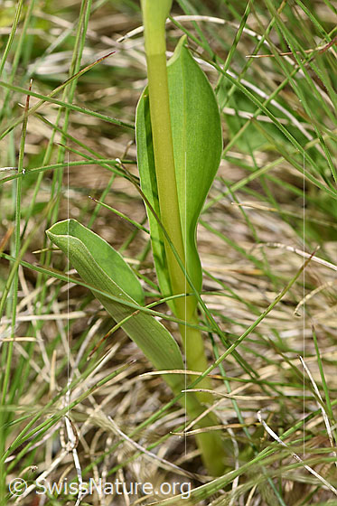 Photo: Pseudorchis albida. Stem and leaves.