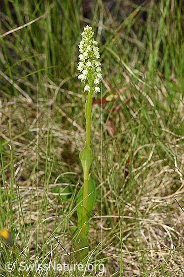 Photo: Pseudorchis albida. Whole plant (Habitat)