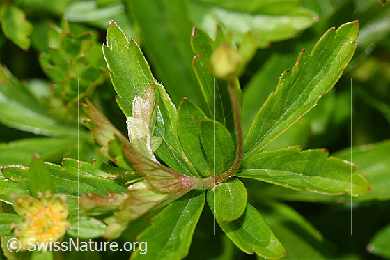 Photo: Potentilla erecta. Stem and leaves.