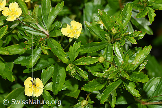 Foto: Blutwurz (Potentilla erecta). Blüten und Blätter.