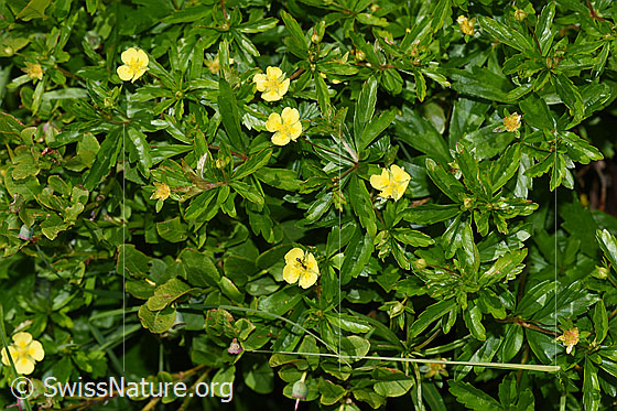 Photo: Potentilla erecta. Whole plant (habiti).