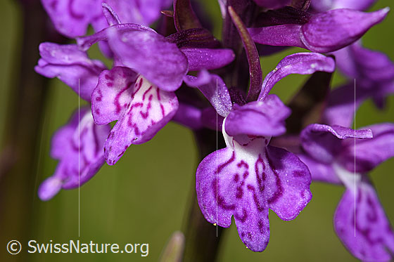 Photo: Dactylorhiza fuchsii. Blossoms.